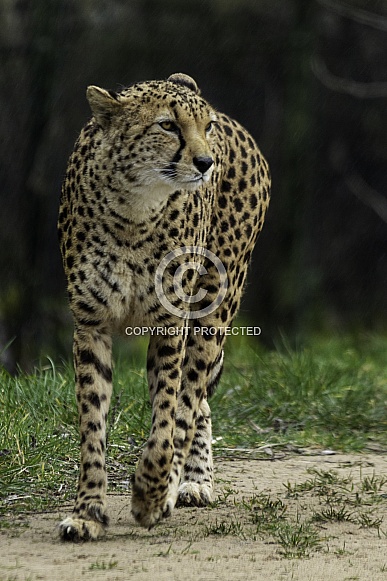Cheetah Walking, full body