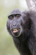 Crested Macaque