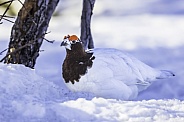 Willow Ptarmigan, or Willow Grouse Male in Denali National Park