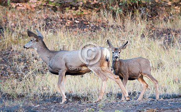 Wild mule deer mother and fawns