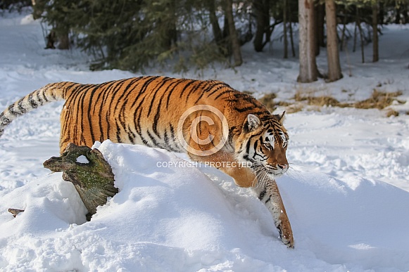 Siberian Tiger in deep snow