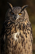 Eurasian Eagle Owl