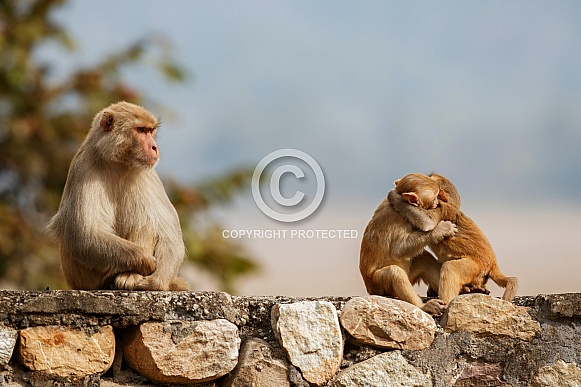 Macaque rhesus on the wall with beautiful blurry background