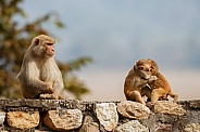 Macaque rhesus on the wall with beautiful blurry background