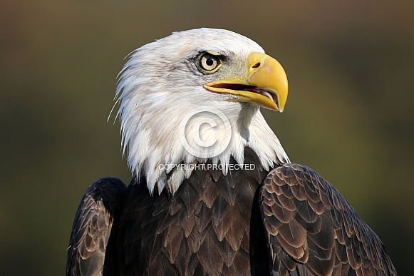 Bald eagle (Haliaeetus leucocephalus) Bald eagle (Haliaeetus leucocephalus)