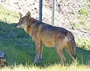 Red Wolf