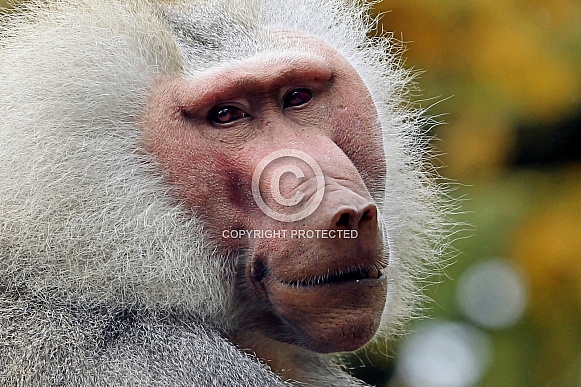 Hamadryas Baboon Hamadryas Baboon