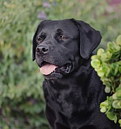 Portrait head shot of a black Labrador Retriever