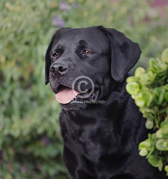 Portrait head shot of a black Labrador Retriever