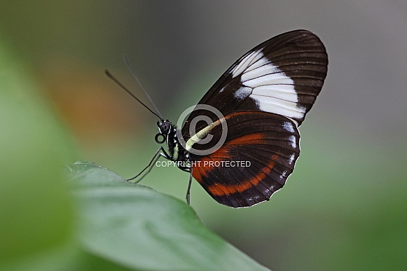 Postman Butterfly Postman Butterfly