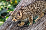 Wildcat kitten on the trunk