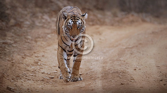 Beautiful tiger in the nature habitat. Tiger pose in amazing light. Wildlife scene with wild animal. Indian wildlife. Indian tiger. Panthera tigris tigris.