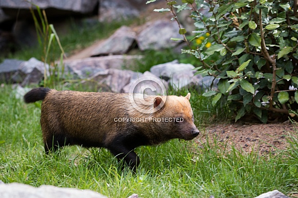 Bush dog Bush dog