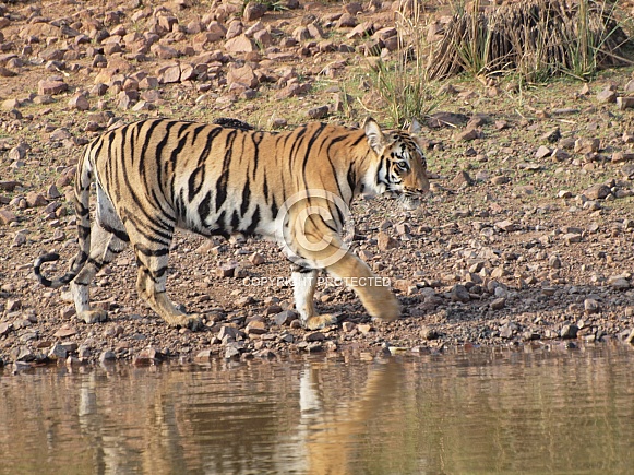 Bengal Tiger Bengal Tiger