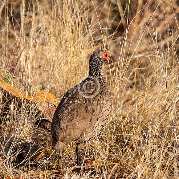 Swainson's Spurfowl Swainson's Spurfowl