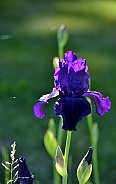 Blue Iris