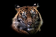 Sumatran tiger