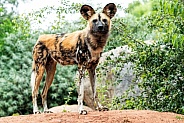 African Wild Dog Full Body Standing Upright