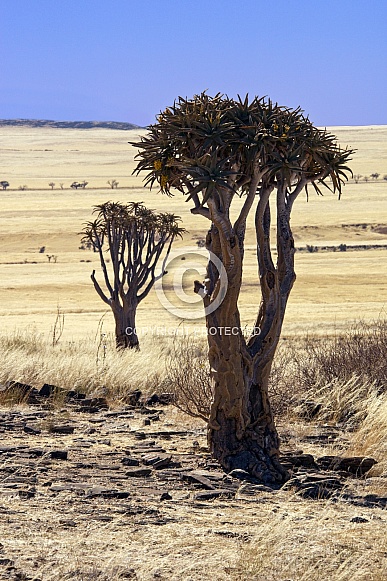 Quiver Trees - Namib Desert in Namibia