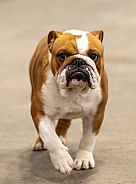Grumpy looking Bulldog