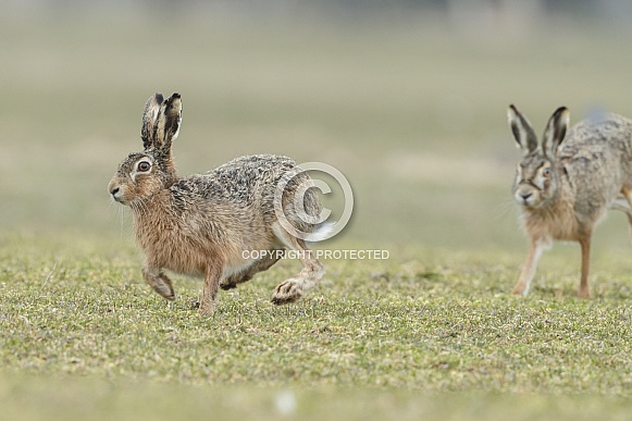 Hare Hare
