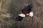 African Fishing Eagle