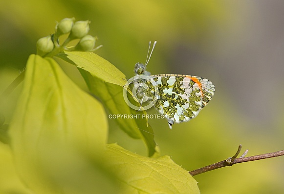 Orange Tip Butterfly
