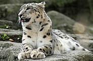 Snow Leopard