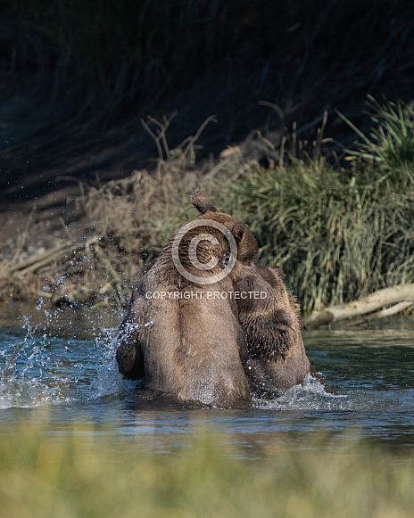 Brother bears playing in the water