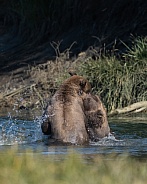 Brother bears playing in the water