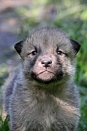 hudson bay wolf pup