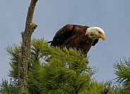 Bald Eagle