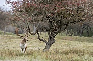 Fallow Deer