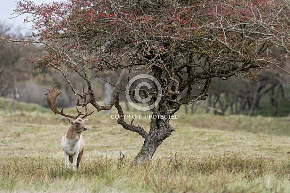 Fallow Deer