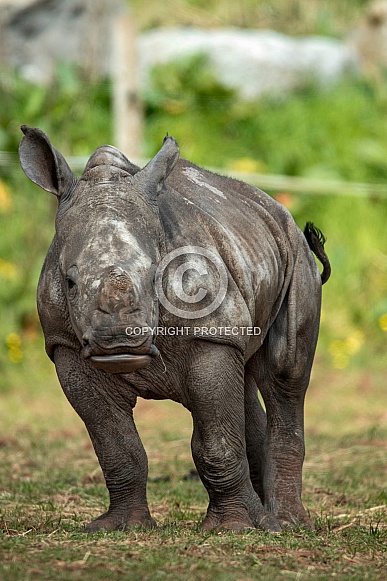 Portrait Shot of Baby White Rhino Portrait Shot of Baby White Rhino