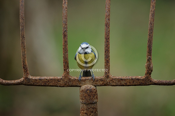 The Eurasian blue tit (Cyanistes caeruleus)