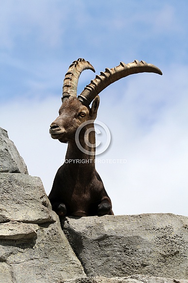 Alpine Ibex (Capra Ibex)
