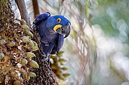 Hyacinth macaw in the nature habitat