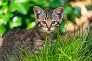 Cute wildcat kitten