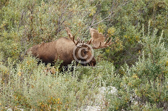 The moose or elk (Alces alces)