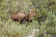 The moose or elk (Alces alces)