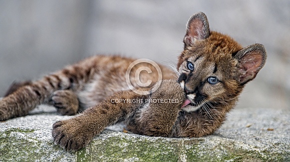 Cougar cub