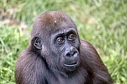 Western Lowland  Gorilla (gorilla gorilla gorilla)