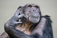 Chimpanzee ( Pan troglodytes)