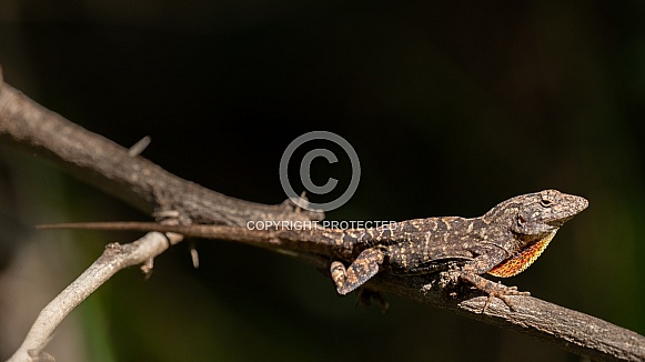 Brown Anole Lizard Brown Anole Lizard