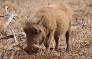 Warthog