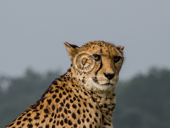 Cheetah