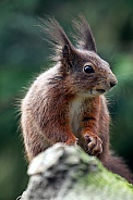 Red Squirrel