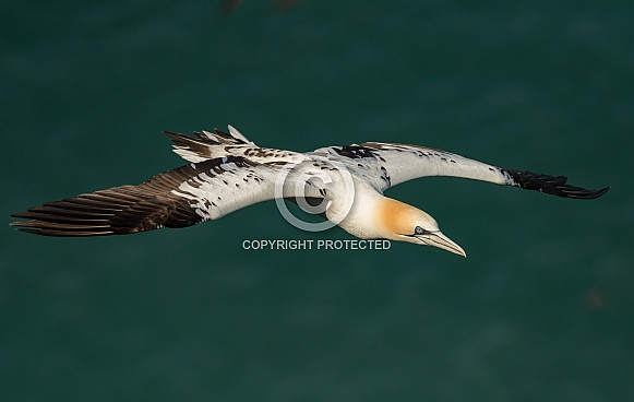 Gannet