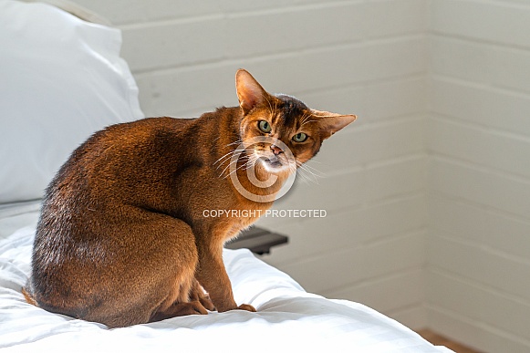 Abyssinian Cat